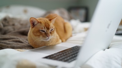 笔记本电脑附近橙色猫的浅焦照片